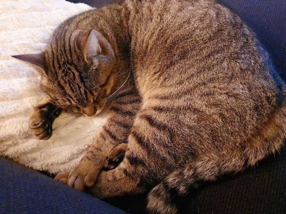 - Quiet And Cosy With Cat And Garden * Oslo